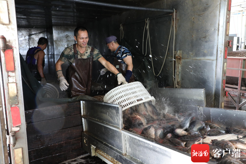 起跑稍慢，海南预制菜能否凭后劲奋起直追？